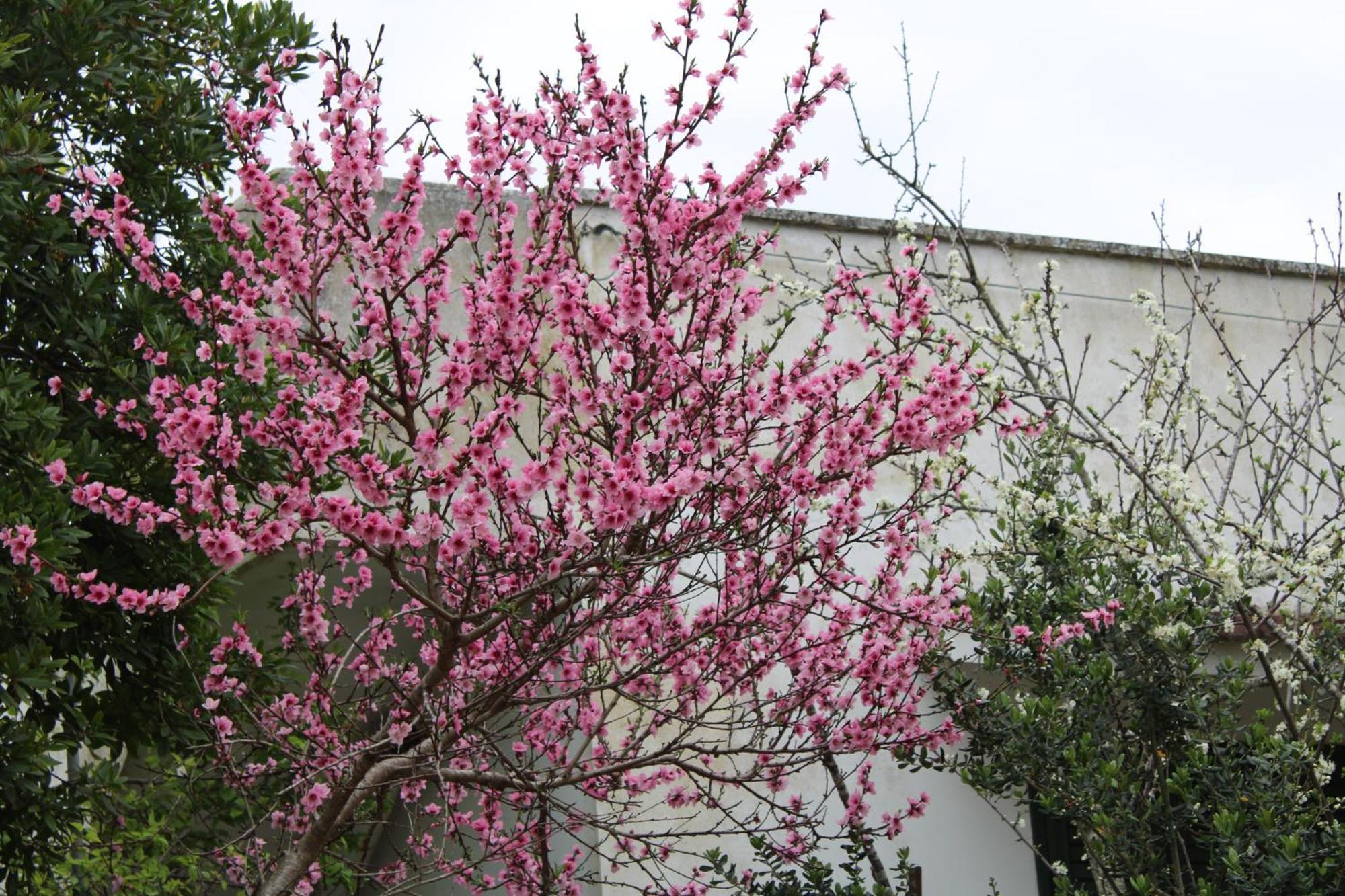 Agriturismo Lu Podere Alimini Exterior photo